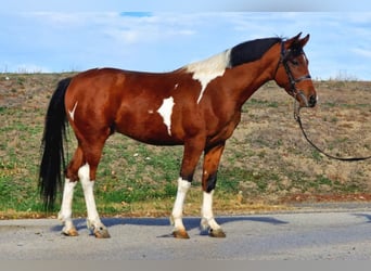 Meer ponys/kleine paarden, Hengst, 5 Jaar, 143 cm, Gevlekt-paard