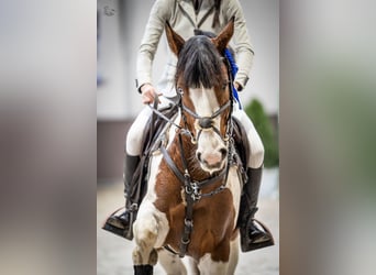 Meer ponys/kleine paarden, Hengst, 5 Jaar, 145 cm, Gevlekt-paard