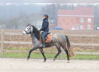 Meer ponys/kleine paarden, Hengst, 8 Jaar, 145 cm, Blauwschimmel