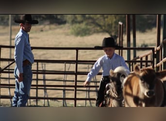 Meer ponys/kleine paarden, Hengst, 8 Jaar, 86 cm, Palomino