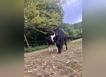 Meer ponys/kleine paarden, Hengst, Veulen (06/2025), 125 cm, Gevlekt-paard