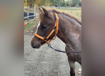 Meer ponys/kleine paarden, Hengst, Veulen (05/2025), 143 cm, kan schimmel zijn