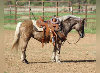 Meer ponys/kleine paarden, Merrie, 10 Jaar, 124 cm, Appelschimmel