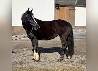 Meer ponys/kleine paarden, Merrie, 10 Jaar, 130 cm, Zwart