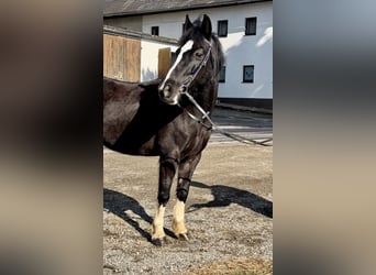 Meer ponys/kleine paarden, Merrie, 10 Jaar, 130 cm, Zwart