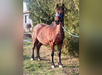 Meer ponys/kleine paarden, Merrie, 10 Jaar, 137 cm, Roan-Red