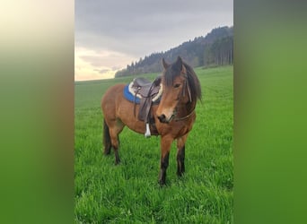 Meer ponys/kleine paarden Mix, Merrie, 10 Jaar, 143 cm, Bruin