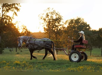 Meer ponys/kleine paarden, Merrie, 10 Jaar, 145 cm, Schimmel