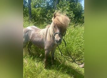 Meer ponys/kleine paarden, Merrie, 10 Jaar, 95 cm, Gevlekt-paard