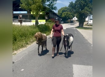 Meer ponys/kleine paarden, Merrie, 10 Jaar, 95 cm, Gevlekt-paard