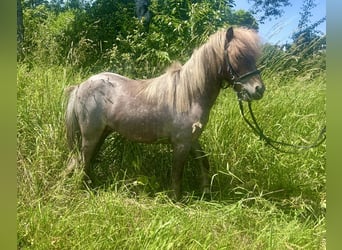 Meer ponys/kleine paarden, Merrie, 10 Jaar, 95 cm, Gevlekt-paard