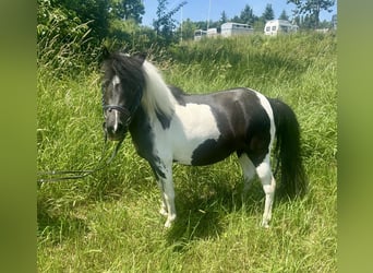 Meer ponys/kleine paarden, Merrie, 10 Jaar, 95 cm, Gevlekt-paard