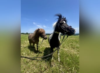 Meer ponys/kleine paarden, Merrie, 10 Jaar, 95 cm, Gevlekt-paard