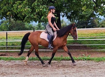 Meer ponys/kleine paarden, Merrie, 10 Jaar, Bruin