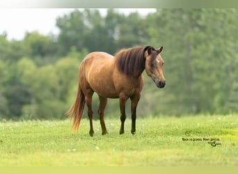 Meer ponys/kleine paarden, Merrie, 11 Jaar, 102 cm, Buckskin