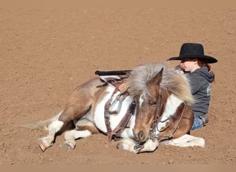 Meer ponys/kleine paarden, Merrie, 11 Jaar, 117 cm, Gevlekt-paard