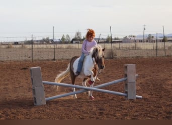 Meer ponys/kleine paarden, Merrie, 11 Jaar, 117 cm, Gevlekt-paard