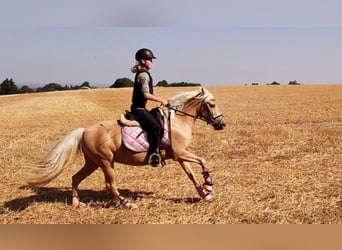 Meer ponys/kleine paarden Mix, Merrie, 11 Jaar, 135 cm, Palomino