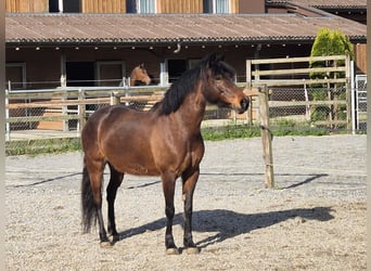 Meer ponys/kleine paarden, Merrie, 11 Jaar, 138 cm, Bruin