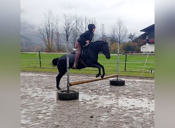 Meer ponys/kleine paarden, Merrie, 11 Jaar, 140 cm, Zwart