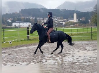 Meer ponys/kleine paarden, Merrie, 11 Jaar, 140 cm, Zwart