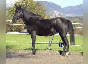 Meer ponys/kleine paarden, Merrie, 11 Jaar, 140 cm, Zwart