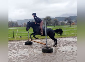 Meer ponys/kleine paarden, Merrie, 11 Jaar, 140 cm, Zwart