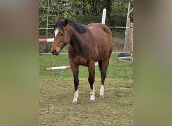 Meer ponys/kleine paarden, Merrie, 11 Jaar, 145 cm, Bruin
