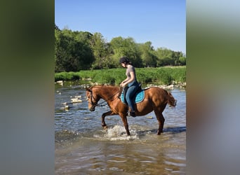 Meer ponys/kleine paarden Mix, Merrie, 11 Jaar, 145 cm, Vos