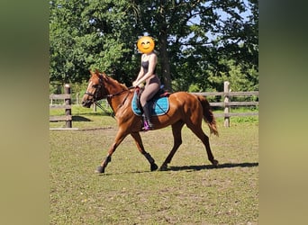 Meer ponys/kleine paarden Mix, Merrie, 11 Jaar, 148 cm, Vos