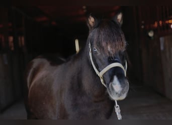 Meer ponys/kleine paarden, Merrie, 11 Jaar, 94 cm, Zwart