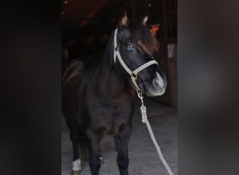 Meer ponys/kleine paarden, Merrie, 11 Jaar, 94 cm, Zwart