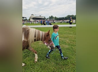 Meer ponys/kleine paarden Mix, Merrie, 12 Jaar, 124 cm, Gevlekt-paard