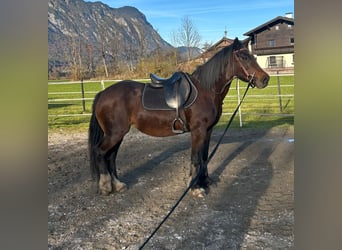 Meer ponys/kleine paarden, Merrie, 12 Jaar, 141 cm, Bruin