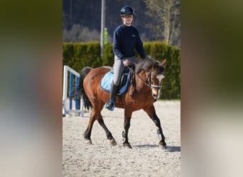 Meer ponys/kleine paarden, Merrie, 12 Jaar, 143 cm, Bruin