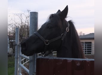 Meer ponys/kleine paarden, Merrie, 12 Jaar, 145 cm, Zwartschimmel