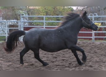 Meer ponys/kleine paarden, Merrie, 12 Jaar, 145 cm, Zwartschimmel