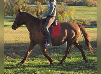 Meer ponys/kleine paarden Mix, Merrie, 12 Jaar, 148 cm, Vos
