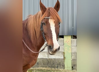Meer ponys/kleine paarden, Merrie, 12 Jaar, 152 cm, Vos