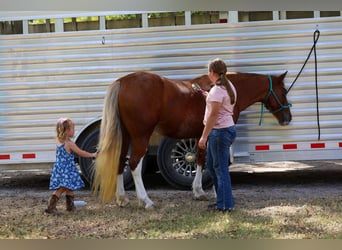 Meer ponys/kleine paarden, Merrie, 12 Jaar, Roodvos