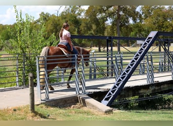 Meer ponys/kleine paarden, Merrie, 12 Jaar, Roodvos