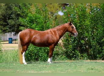 Meer ponys/kleine paarden, Merrie, 12 Jaar, Roodvos