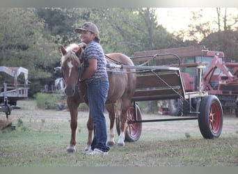 Meer ponys/kleine paarden, Merrie, 12 Jaar, Roodvos