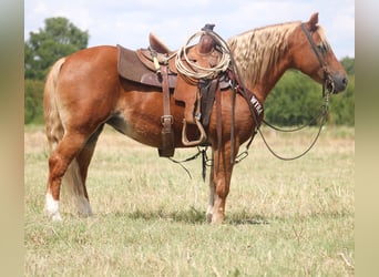 Meer ponys/kleine paarden, Merrie, 12 Jaar, Roodvos