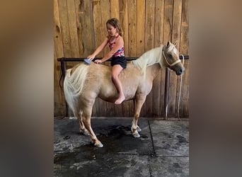 Meer ponys/kleine paarden, Merrie, 13 Jaar, 122 cm, Palomino