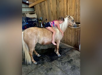 Meer ponys/kleine paarden, Merrie, 13 Jaar, 122 cm, Palomino