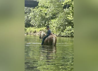 Meer ponys/kleine paarden, Merrie, 13 Jaar, 122 cm, Palomino
