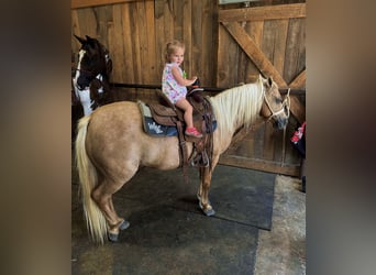 Meer ponys/kleine paarden, Merrie, 13 Jaar, 122 cm, Palomino