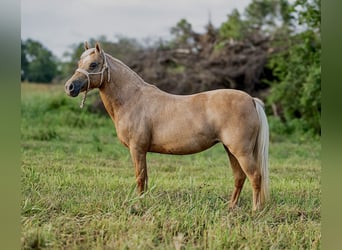 Meer ponys/kleine paarden, Merrie, 13 Jaar, 122 cm, Palomino