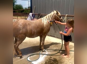 Meer ponys/kleine paarden, Merrie, 13 Jaar, 122 cm, Palomino